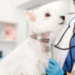 A importância do marketing de conteúdo no segmento pet