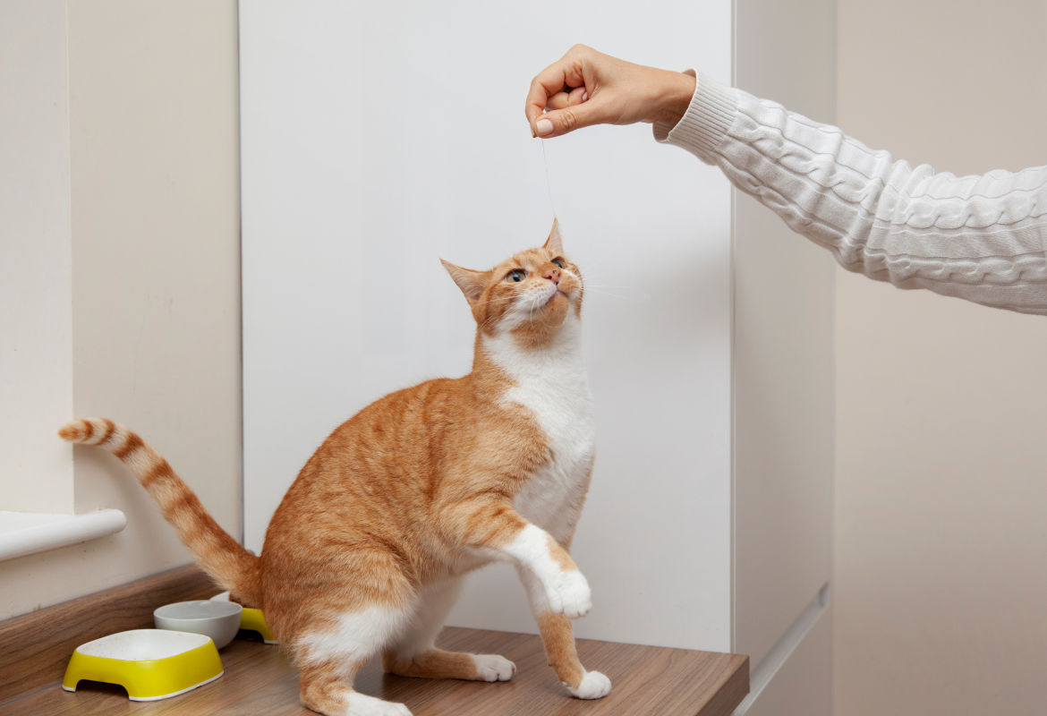 adestramento-felino-blog-petstv