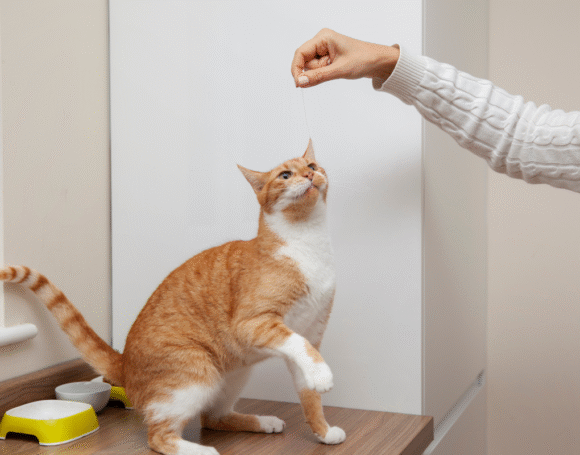 adestramento-felino-blog-petstv