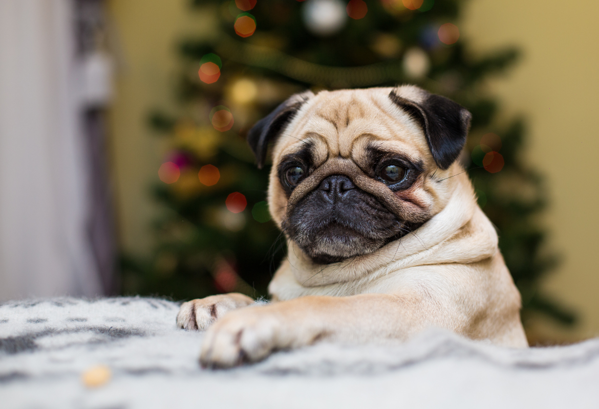 cuidados-com-caes-braquicefalicos-blog-petstv