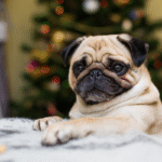 Cuidados especiais com cães braquicefálicos: respiração, pele e calor