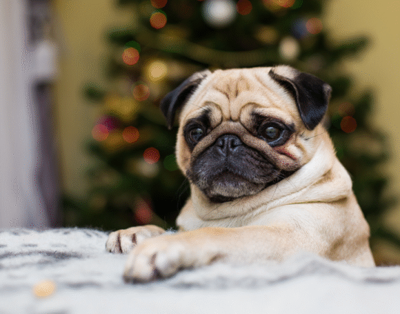 cuidados-com-caes-braquicefalicos-blog-petstv