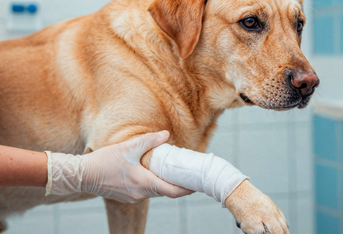 Fisiatra Veterinário